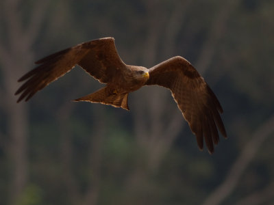 Black Kite (IMG_2120)