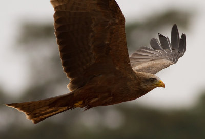 Black Kite (IMG_2126)