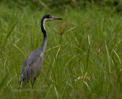 Black-headed Heron (IMG_2140)