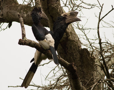 Black-and-white-casqued Hornbill (IMG_2181)