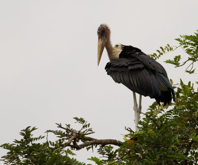 Marabou Stork (IMG_2214)