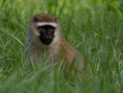 Vervet Monkey (IMG_2242)