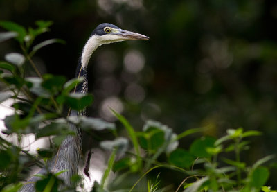 Black-headed Heron (IMG_2246)