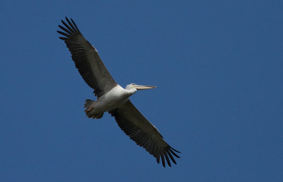 Great White Pelican (IMG_2255)