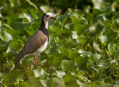 Long-toed Lapwing (IMG_2291)