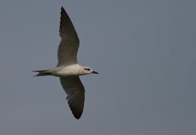 Gull-billed Tern (IMG_2292)