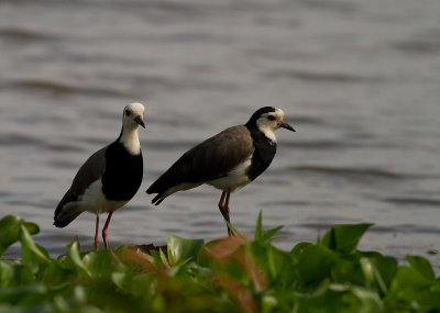 Long-toed Lapwing (IMG_2295)