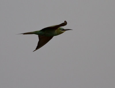 ??? Bee-eater (IMG_2305)