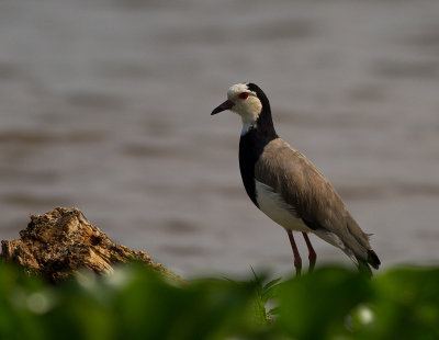 Long-toed Lapwing (IMG_2319)