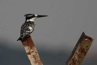 Pied Kingfisher (IMG_2323)