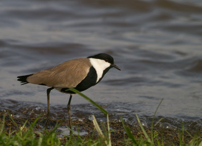 Spur-winged Lapwing (IMG_2329)