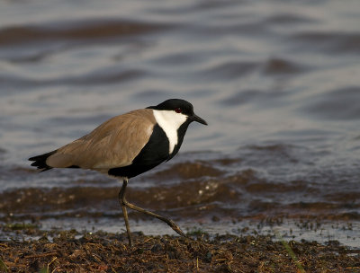 Spur-winged Lapwing (IMG_2335)