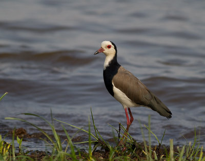 Long-toed Lapwing (IMG_2344)