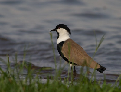 Spur-winged Lapwing (IMG_2356)