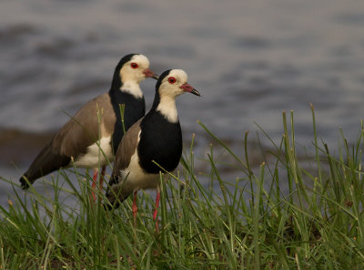 Long-toed Lapwing (IMG_2370)