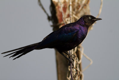 Black-billied Starling (IMG_2379)