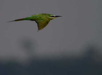 ??? Bee-eater (IMG_2385)