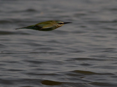 ??? Bee-eater (IMG_2403)