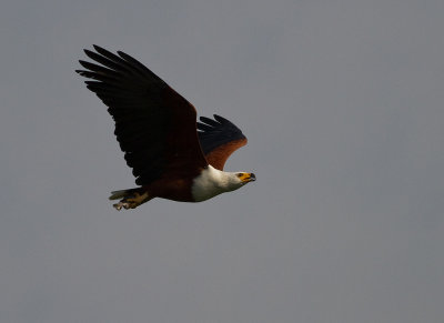 African Fish Eagle (IMG_2419)