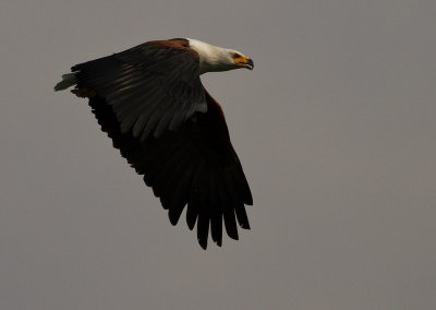 African Fish Eagle (IMG_2421)