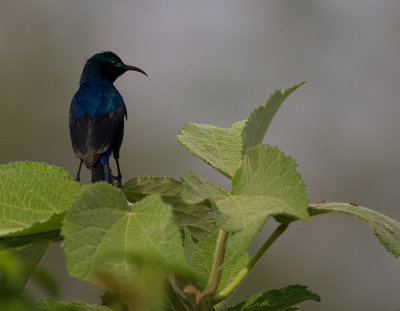 Red-chested Sunbird (IMG_2433)