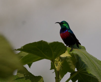 Red-chested Sunbird (IMG_2449)