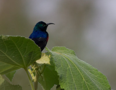 Red-chested Sunbird (IMG_2461)