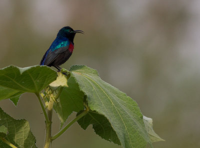 Red-chested Sunbird (IMG_2473)