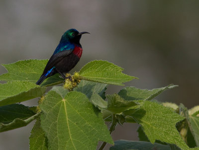 Red-chested Sunbird (IMG_2496)
