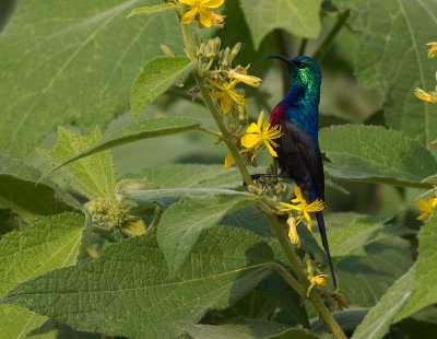 Red-chested Sunbird (IMG_2503)