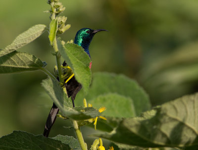 Red-chested Sunbird (IMG_2554)