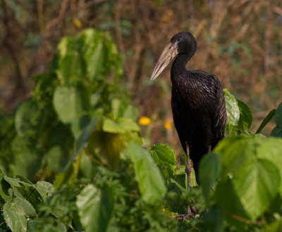 African Open-billed Stork (IMG_2560)