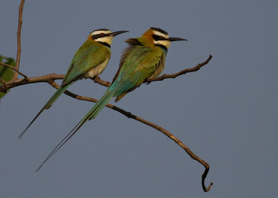 White-troated Bee-eater (IMG_2576)