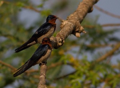 Angola Swallow (IMG_2593)
