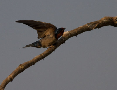 Angola Swallow (IMG_2610)