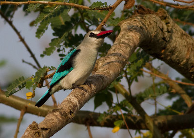 Woodland Kingfisher (IMG_2626