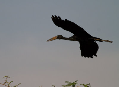 African Open-billed Stork (IMG_2651)