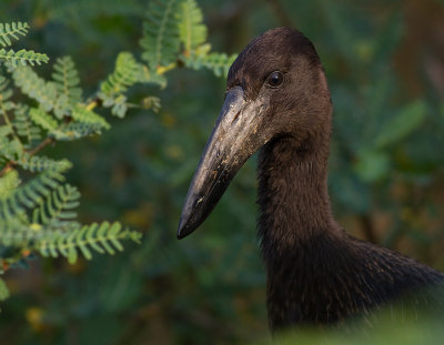 African Open-billed Stork (IMG_2666)