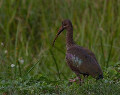 Hadada Ibis (IMG_2718)