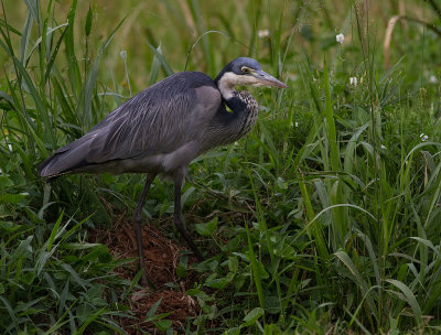 Black-headed Heron (IMG_2722)