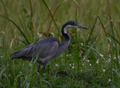 Black-headed Heron (IMG_2725)