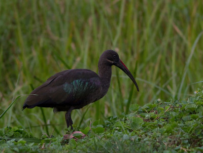 Hadada Ibis (IMG_2729)