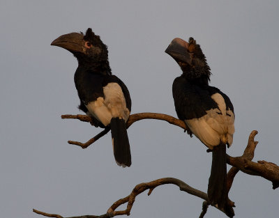 Black-and-white-casqued Hornbill (IMG_2756)