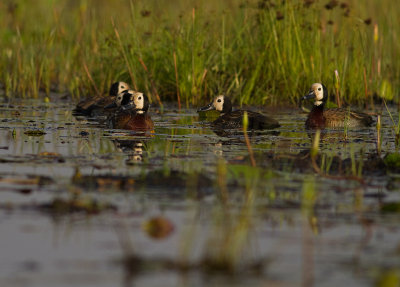 White-faced Whistling-Duck (IMG_2792)