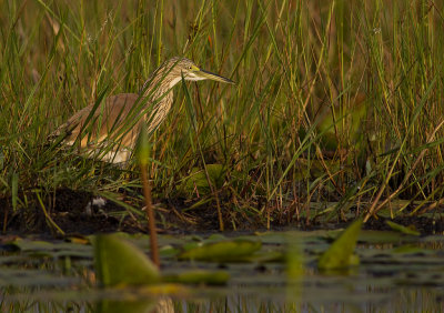 Common Squacco Heron (IMG_2804)