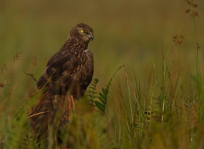 African Marsh Harrier (IMG_2828)