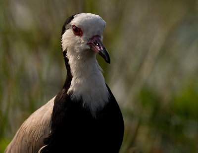 Long-toed Lapwing (IMG_2836