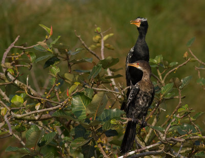 Long-tailed Cormorant (IMG_2859)