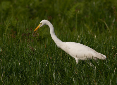 Intermediate Egret (IMG_2876)