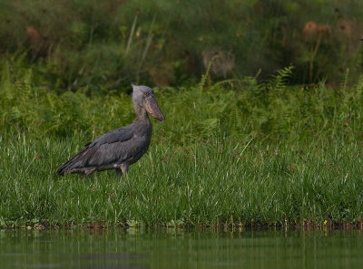 Shoebill (IMG_2883)